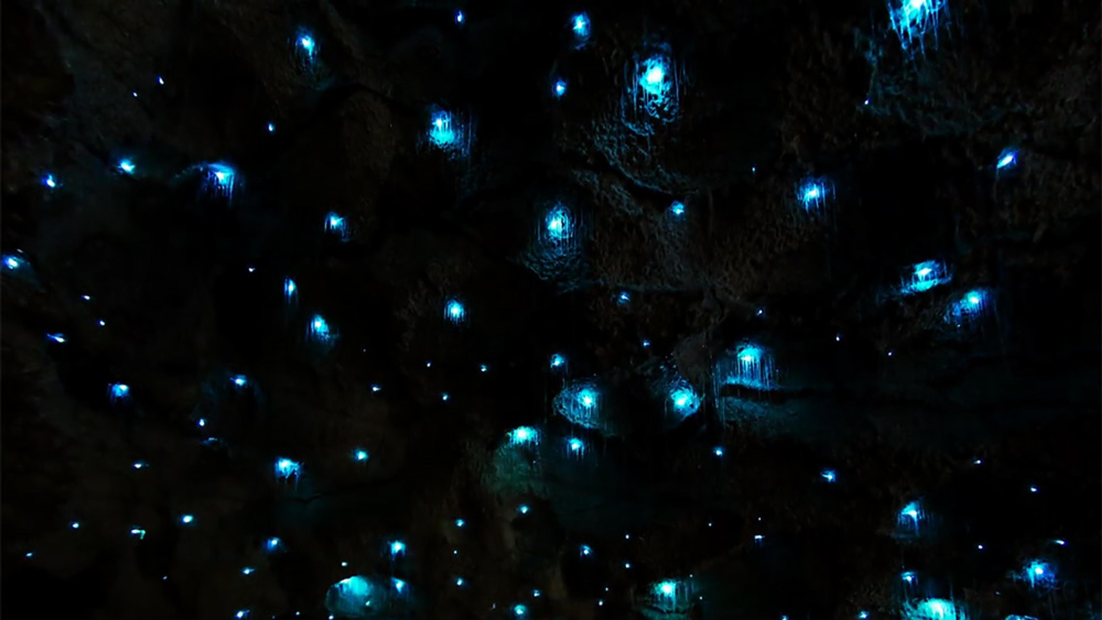 A dark cave ceiling illuminated by numerous glowing blue lights, resembling a starry night sky.