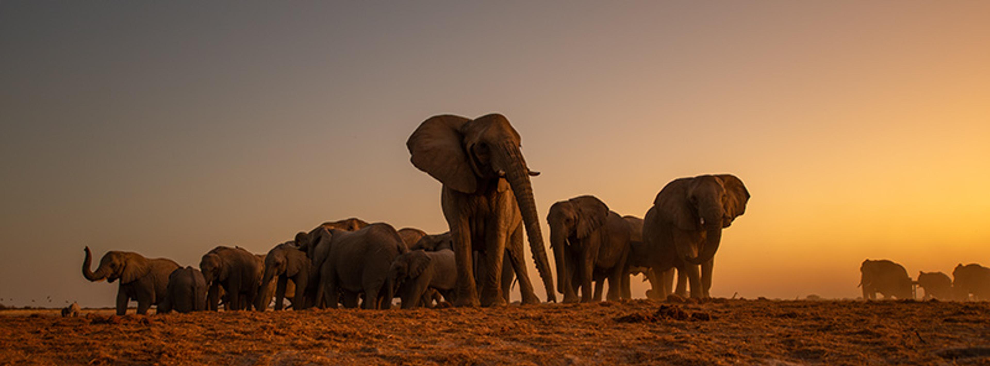A herd of elephants walking on dry ground at sunset, with a glowing orange sky in the background.