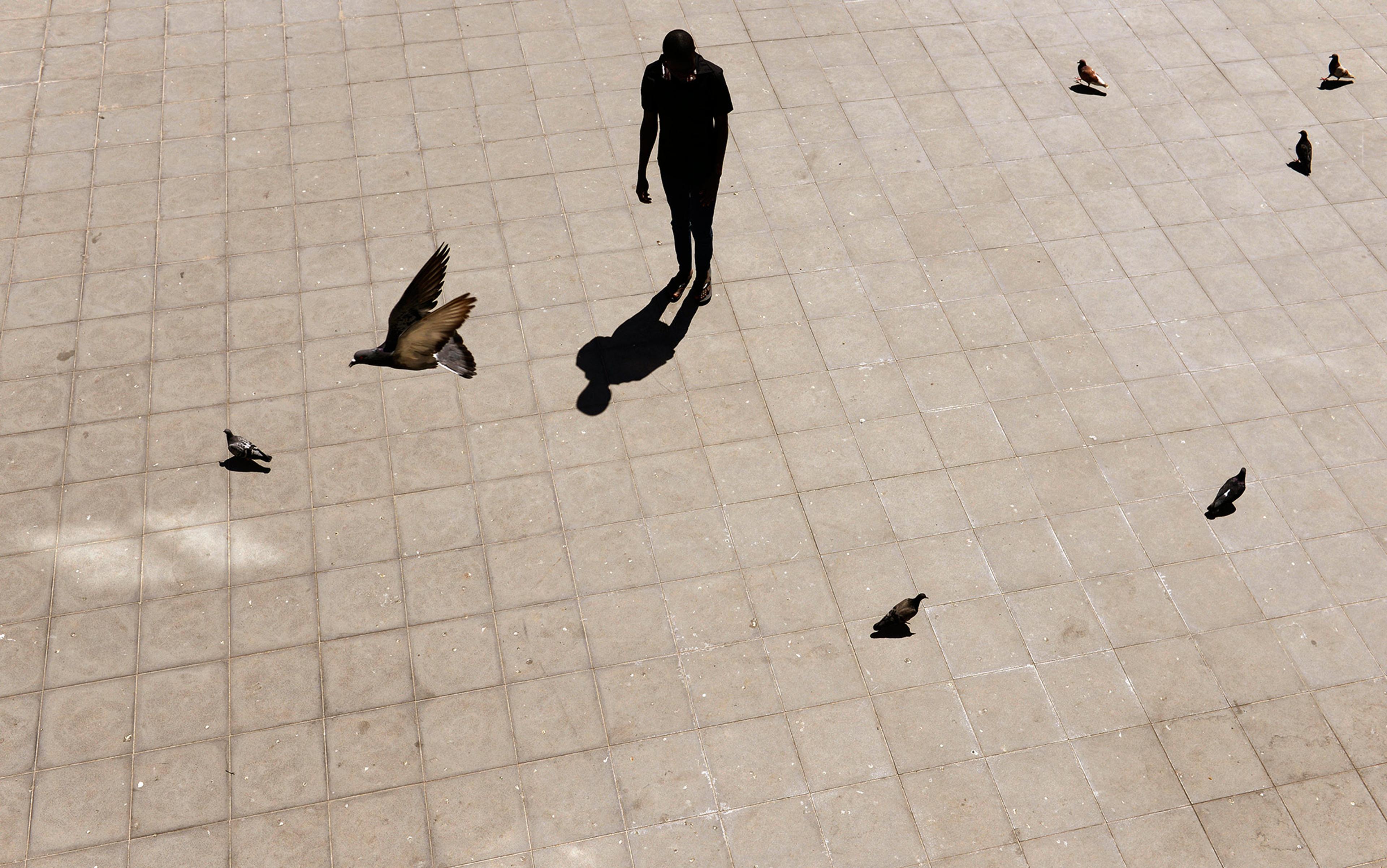 A person standing on a tiled surface with their shadow, pigeons scattered around, and one pigeon flying nearby.
