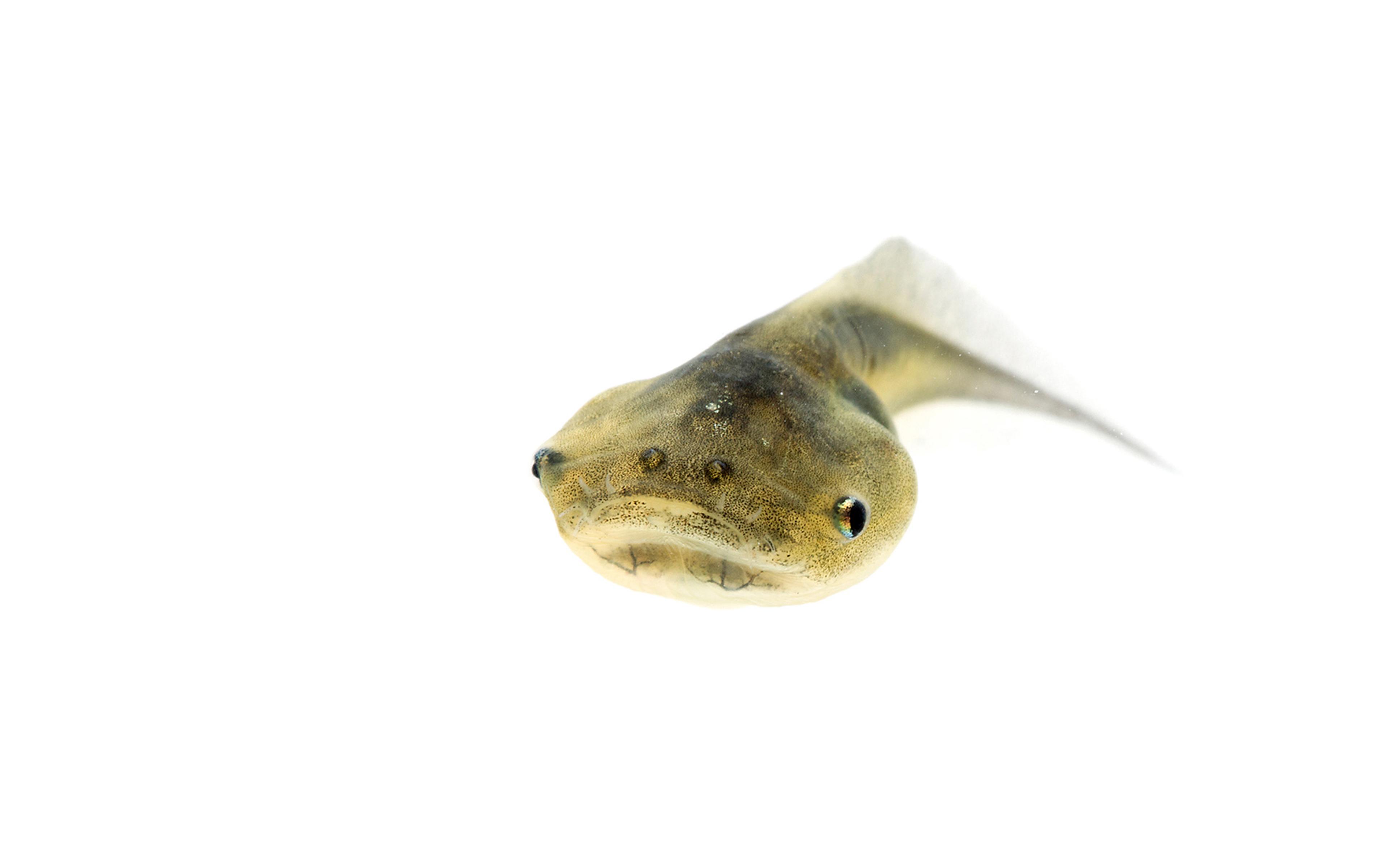 Close-up of a small tadpole with a rounded head and a long, thin tail, shown against a white background.