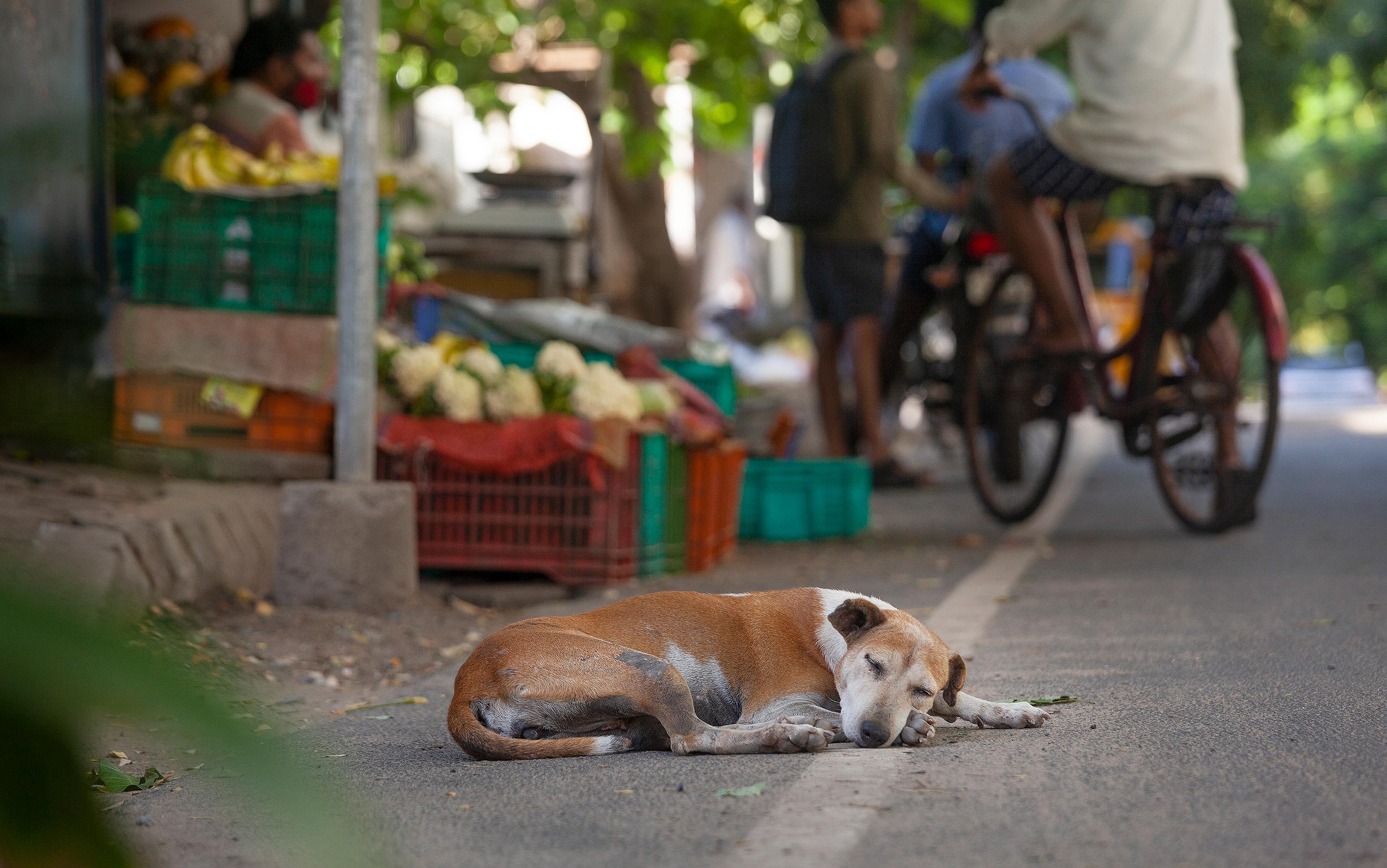 A dog sleeping on a street near a vegetable market stall, with people and bicycles in the background.