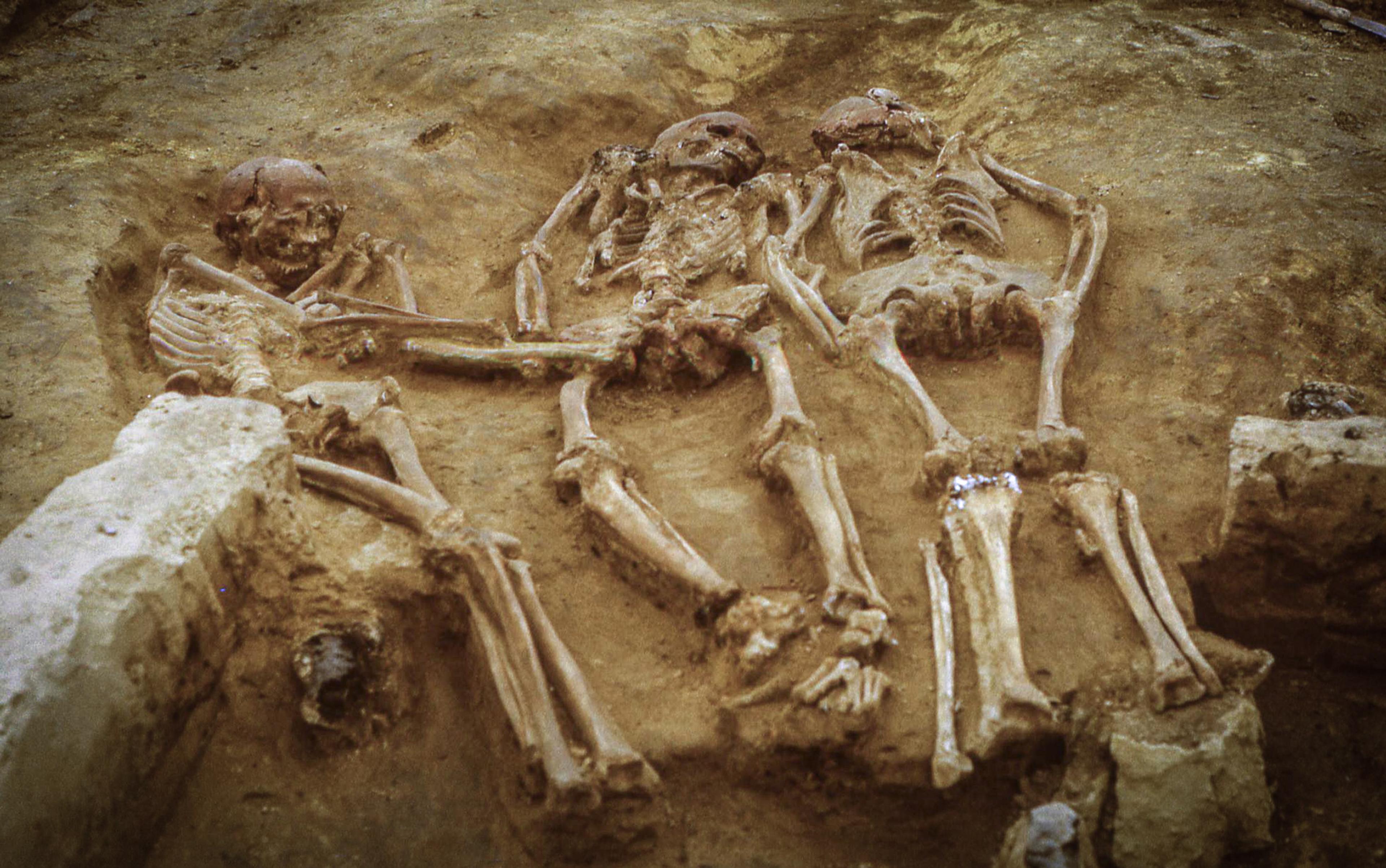 Three ancient human skeletons laid side by side in an archaeological excavation site.