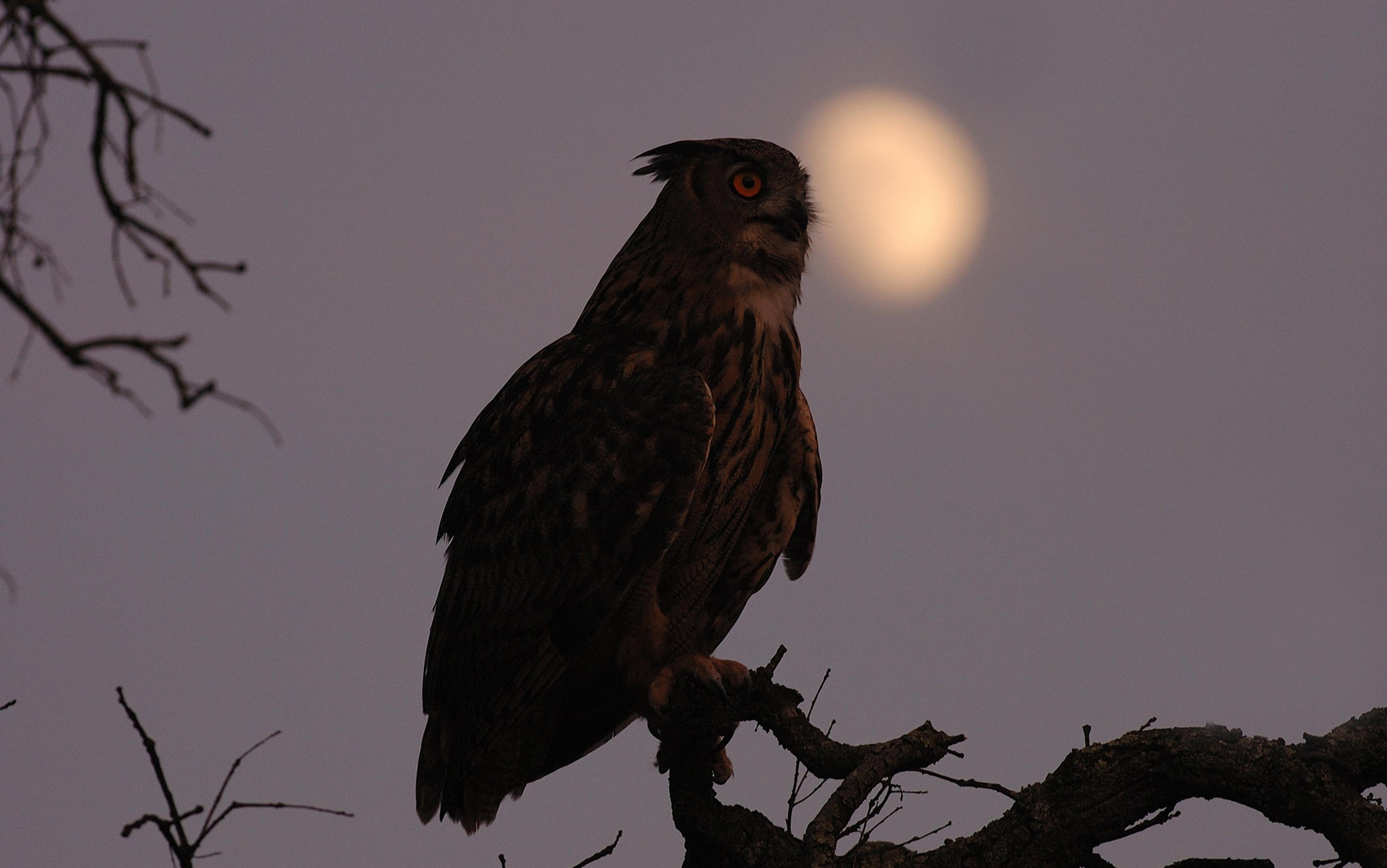 A silhouetted owl perched on a branch with an out-of-focus full moon in the background and twigs visible around it.