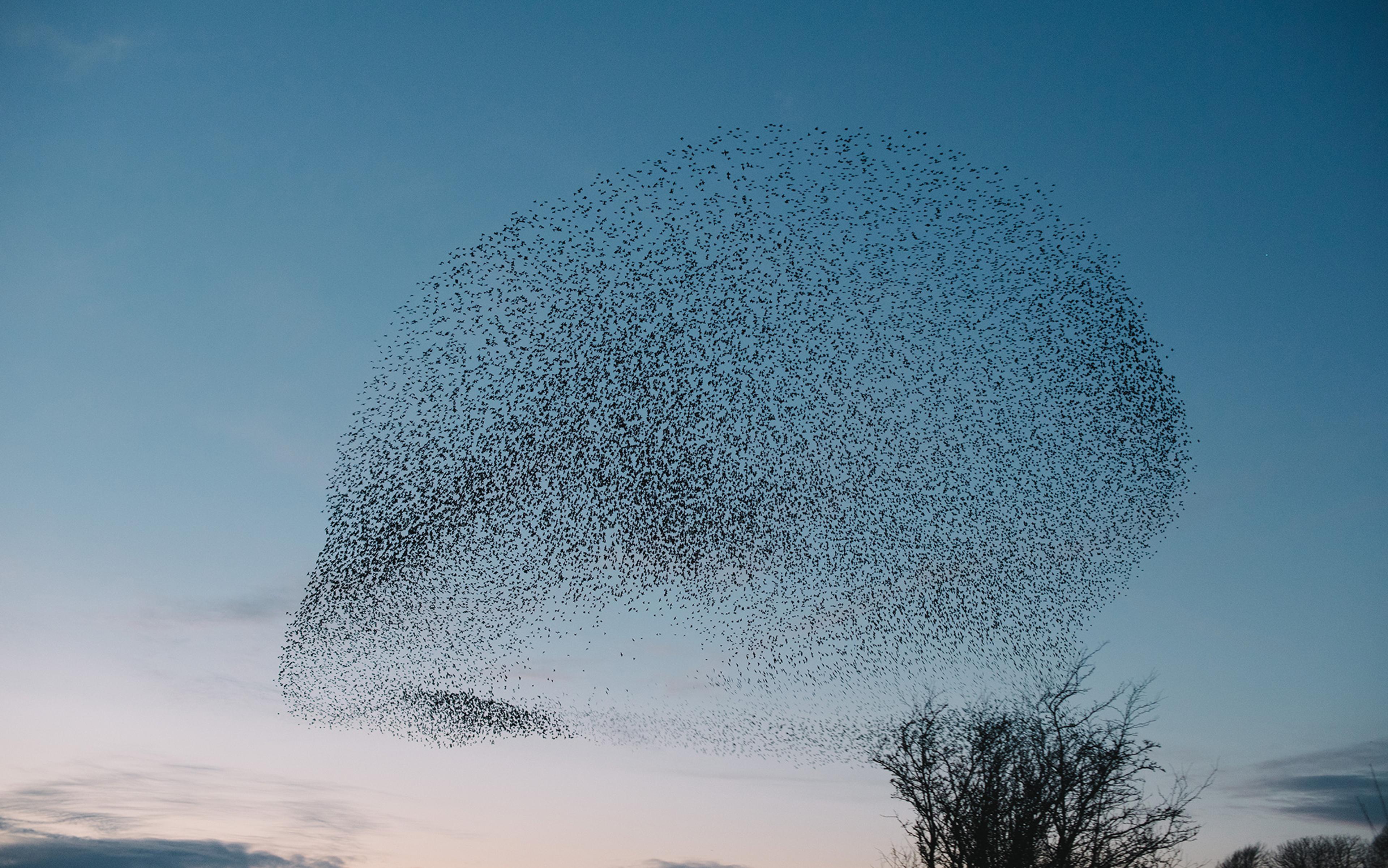 A murmuration of starlings forming a large, swirling shape in the early evening sky above silhouetted trees.