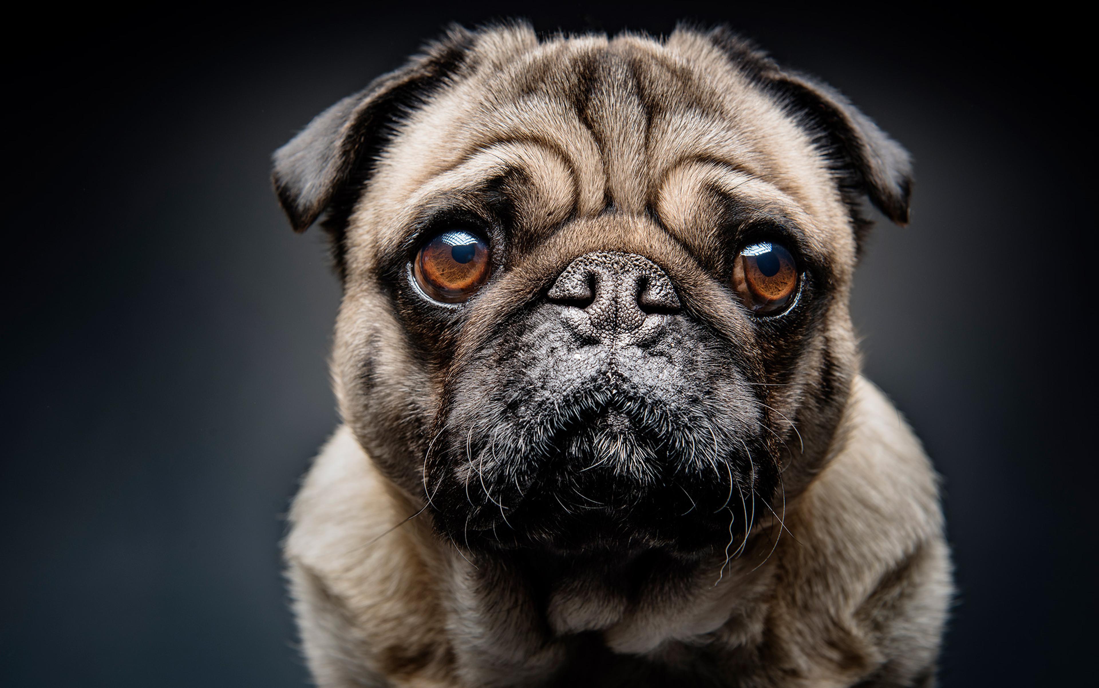 Close-up of a pug with expressive brown eyes and wrinkled features against a dark background.