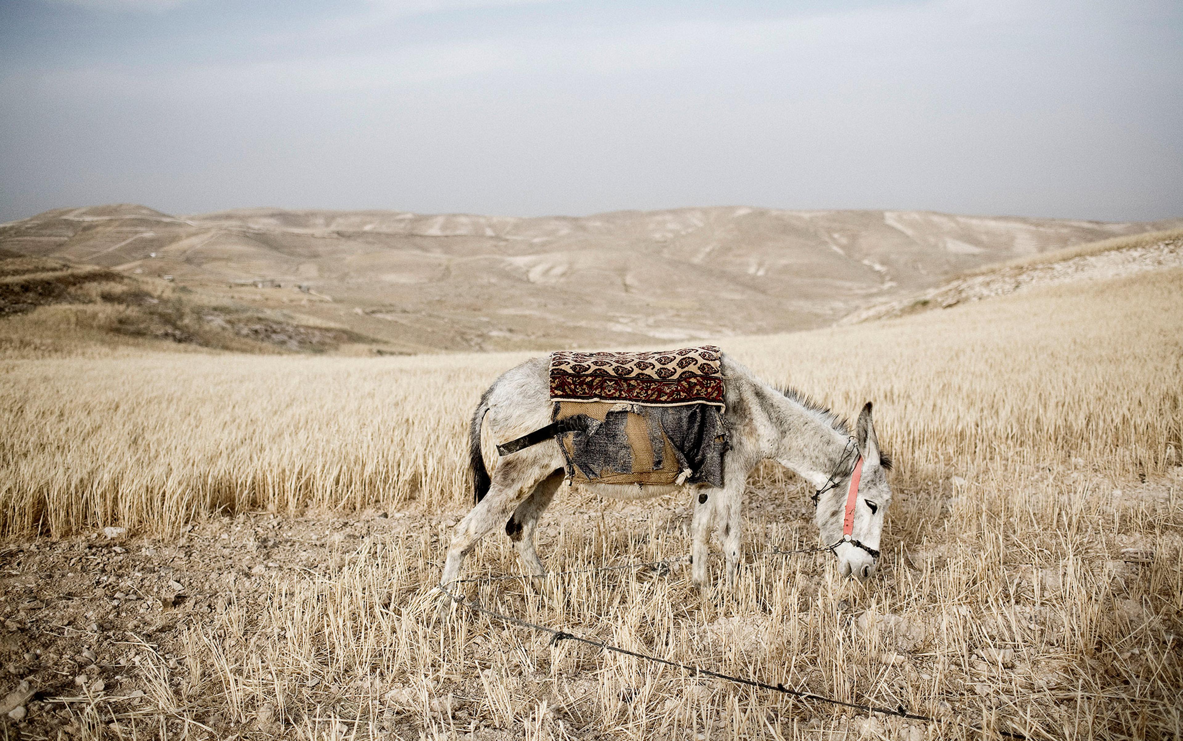 A donkey wearing a decorative blanket grazing in a dry, grassy field with distant rolling hills under an overcast sky.