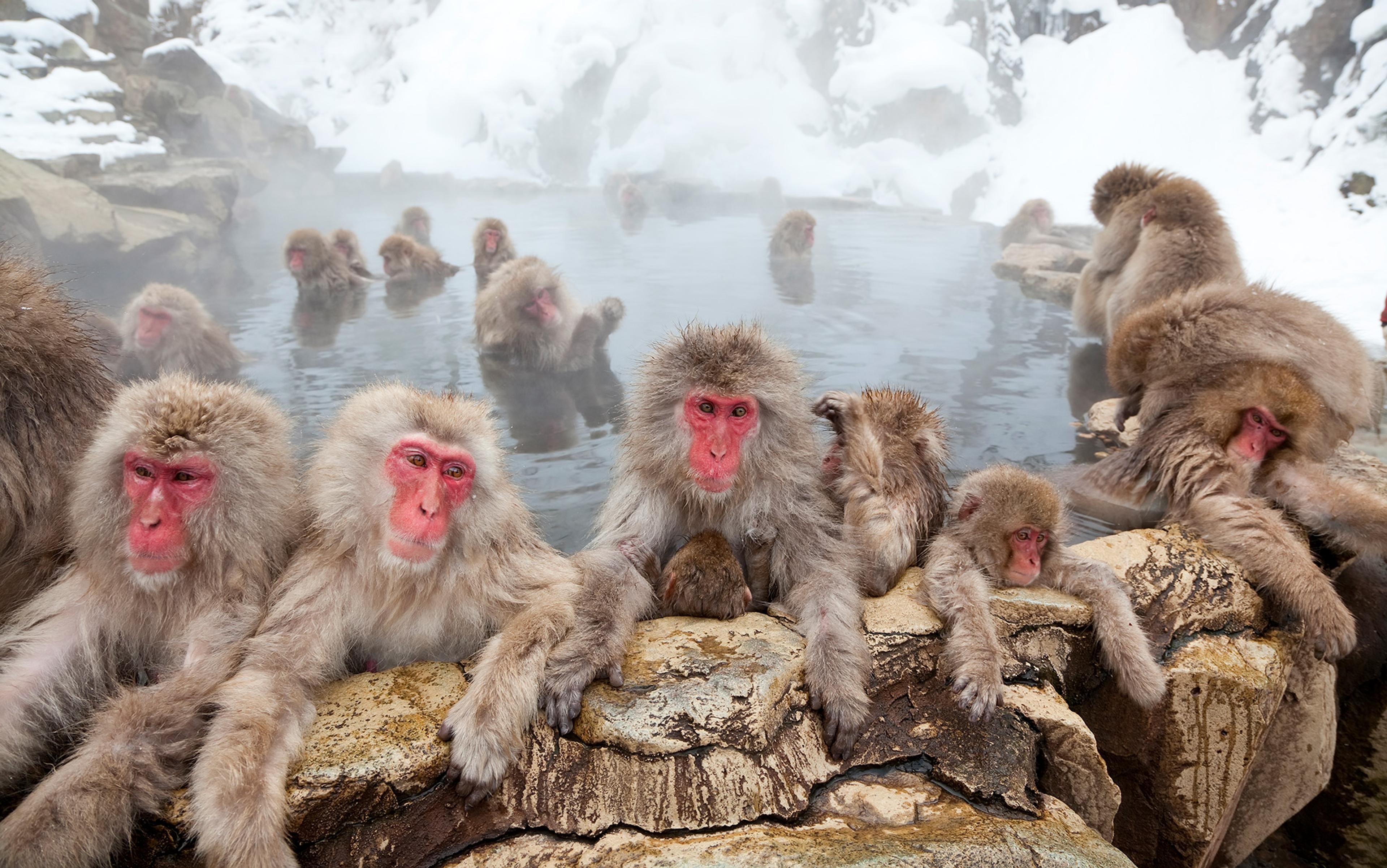 Japanese macaques relaxing in a hot spring with a snowy landscape in the background. Several monkeys are at the water’s edge, while others are bathing.