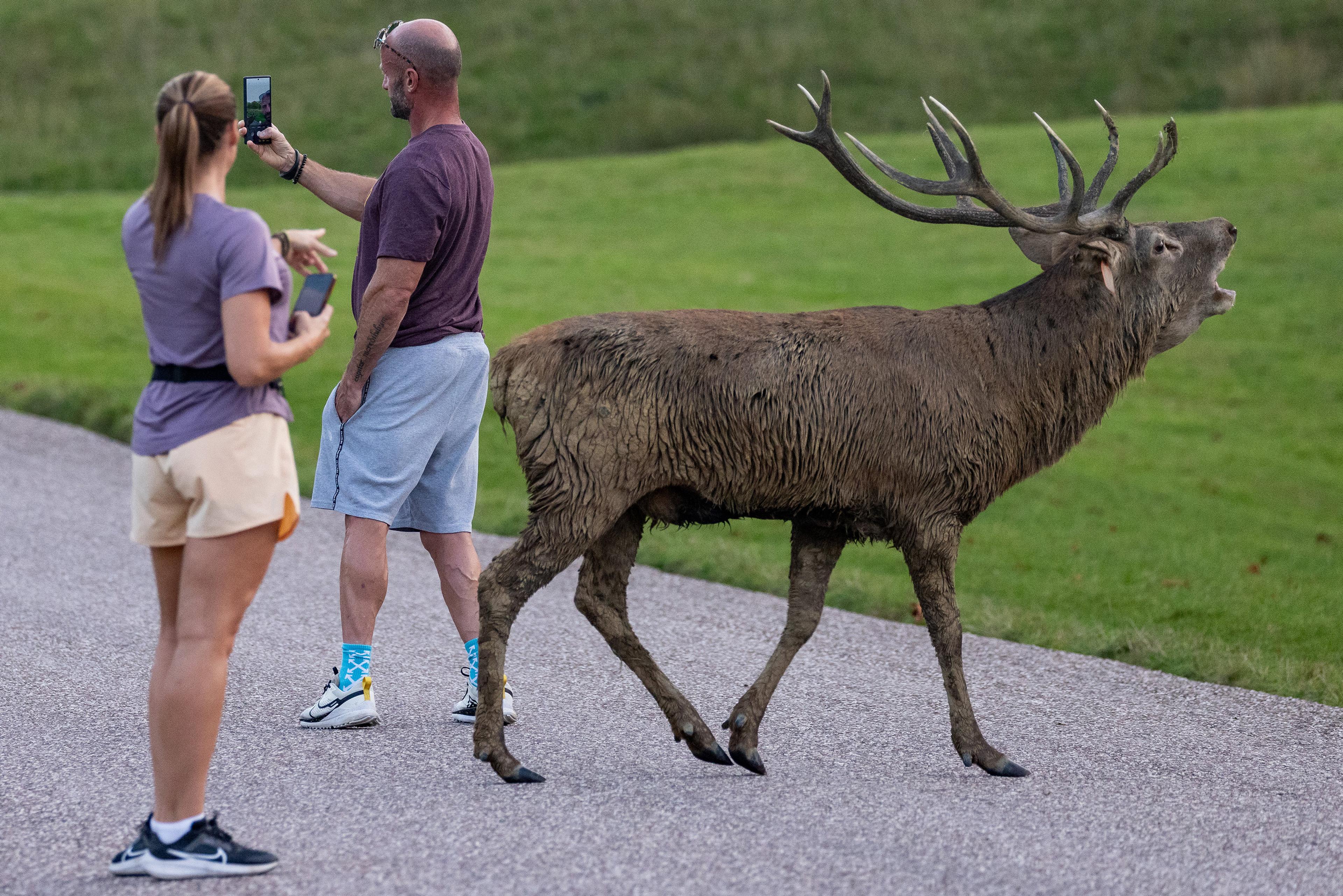 A man and a woman on a path next to a grassy area, both holding phones; the man is shown from behind and appears to be taking a selfie while a large stag walks behind him.