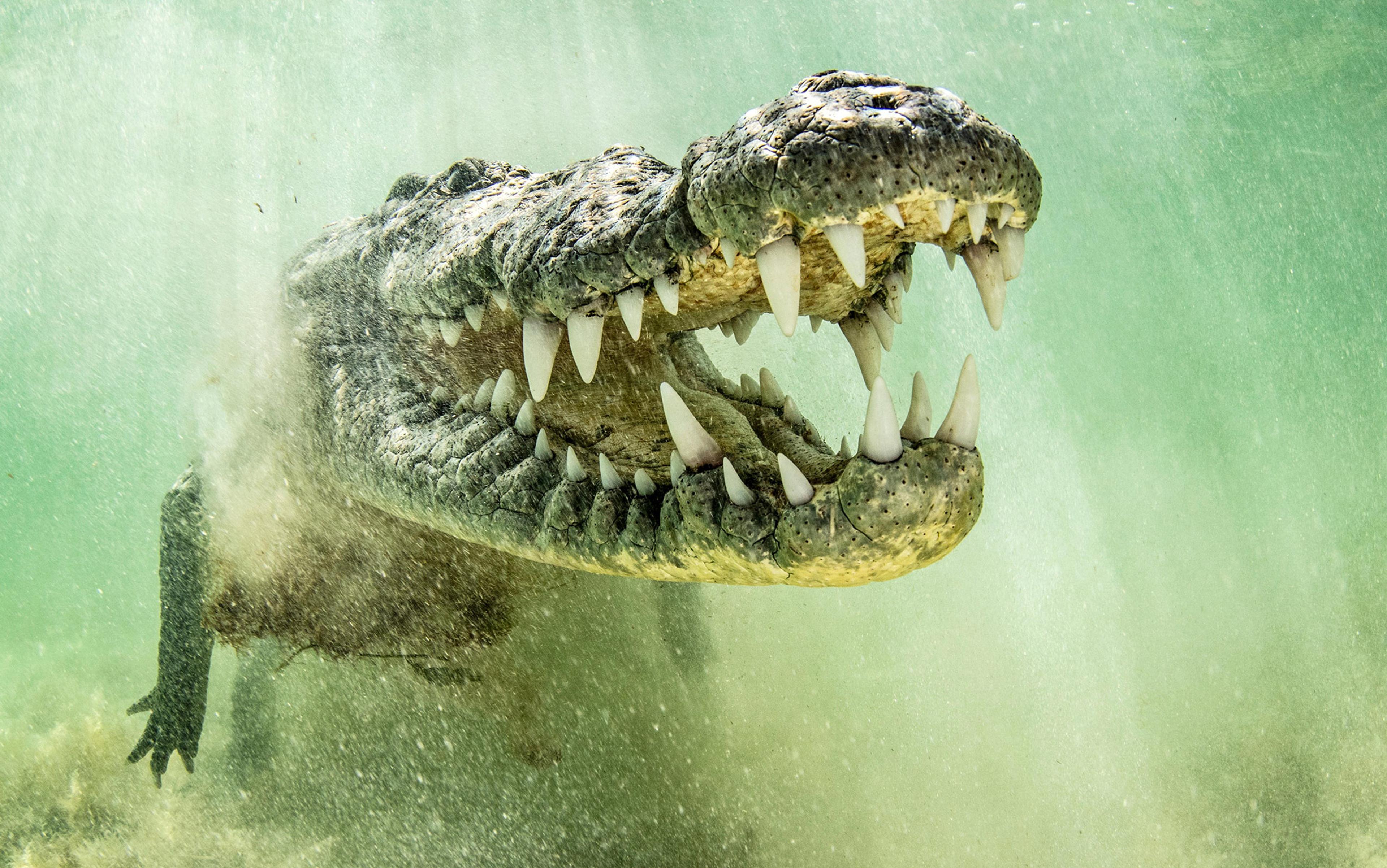A crocodile underwater with mouth open wide showing teeth in a cloudy green environment.