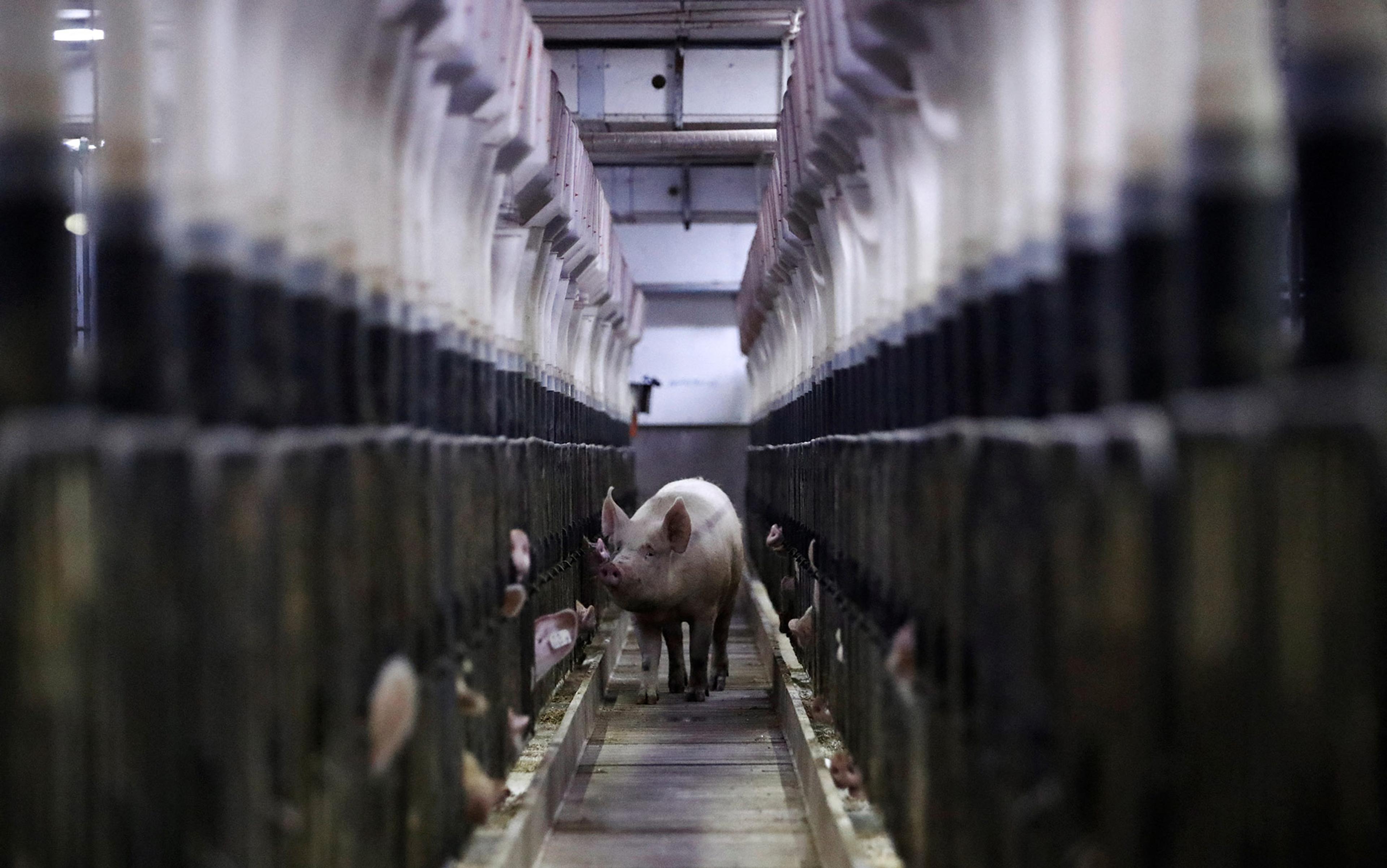 Pig walking down a narrow aisle between rows of stalls in a farming facility, with dim lighting and metal structures.