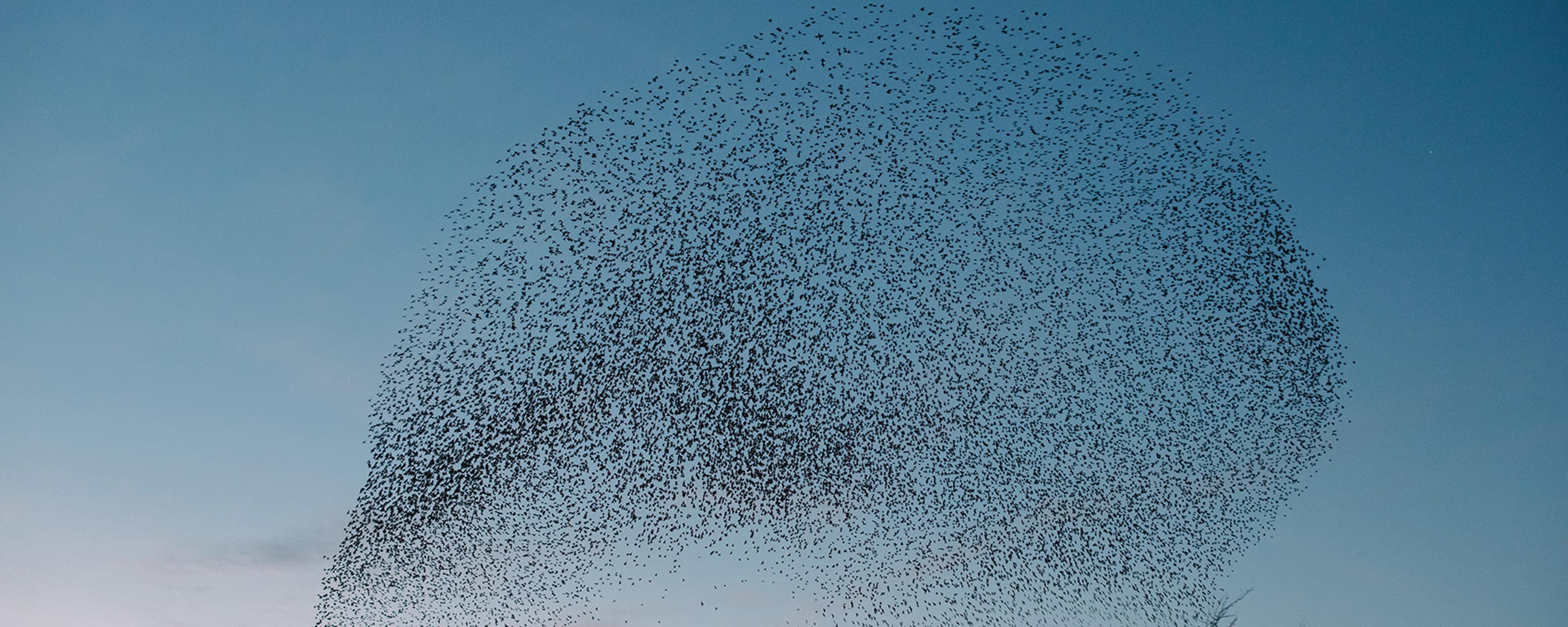 A murmuration of starlings forming a large, swirling shape in the early evening sky above silhouetted trees.