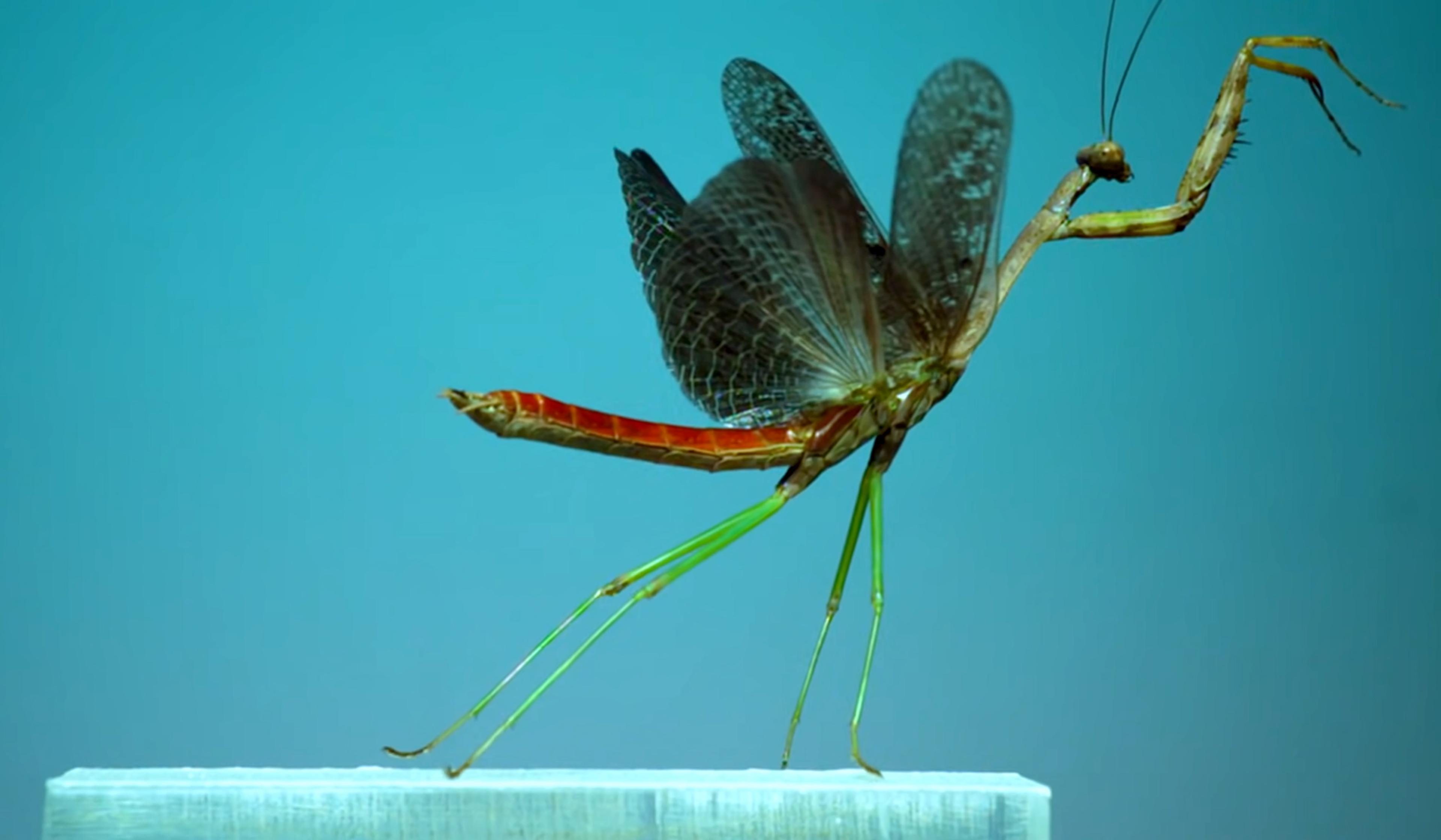An insect with long legs and wings stands on a white surface against a blue background.