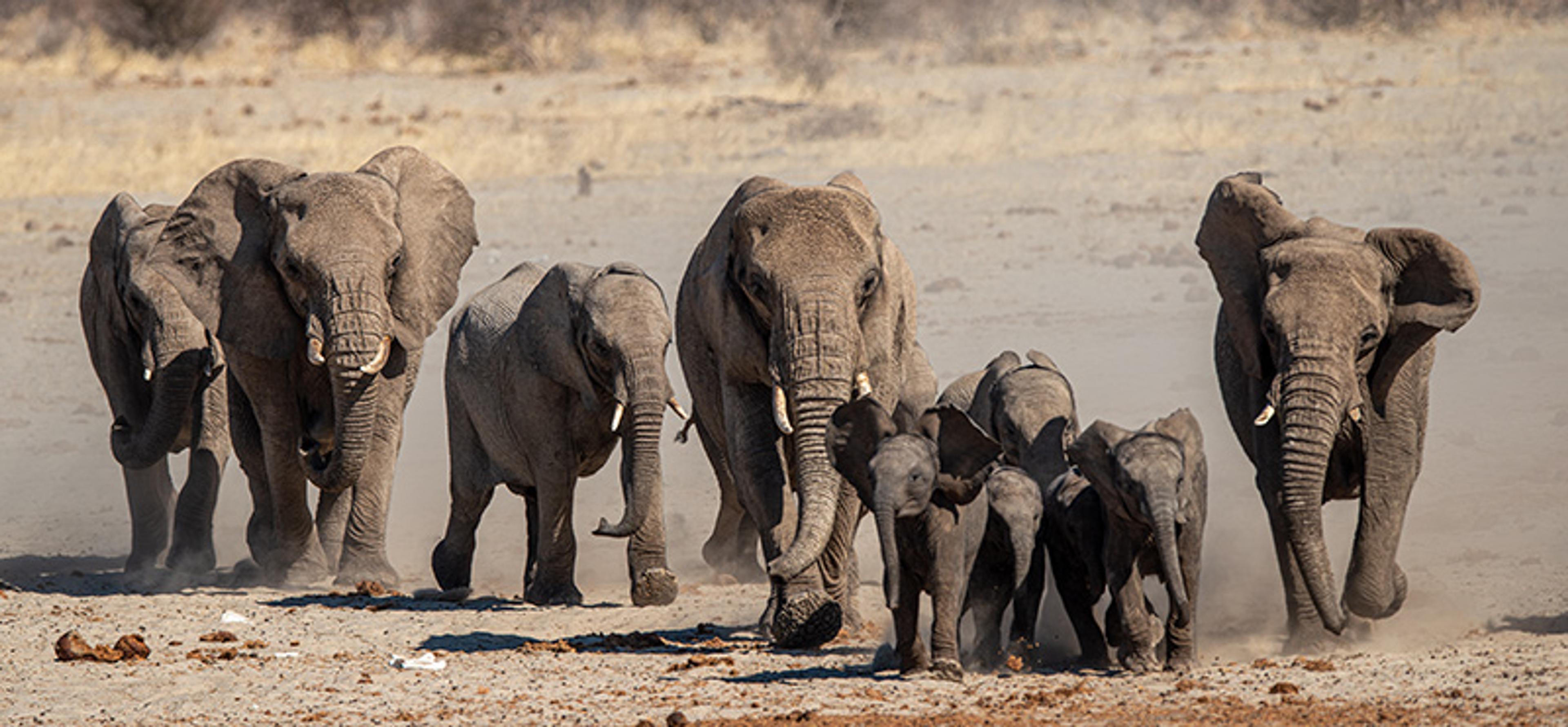 A herd of elephants walking across a dusty landscape with both adults and calves visible in the group.