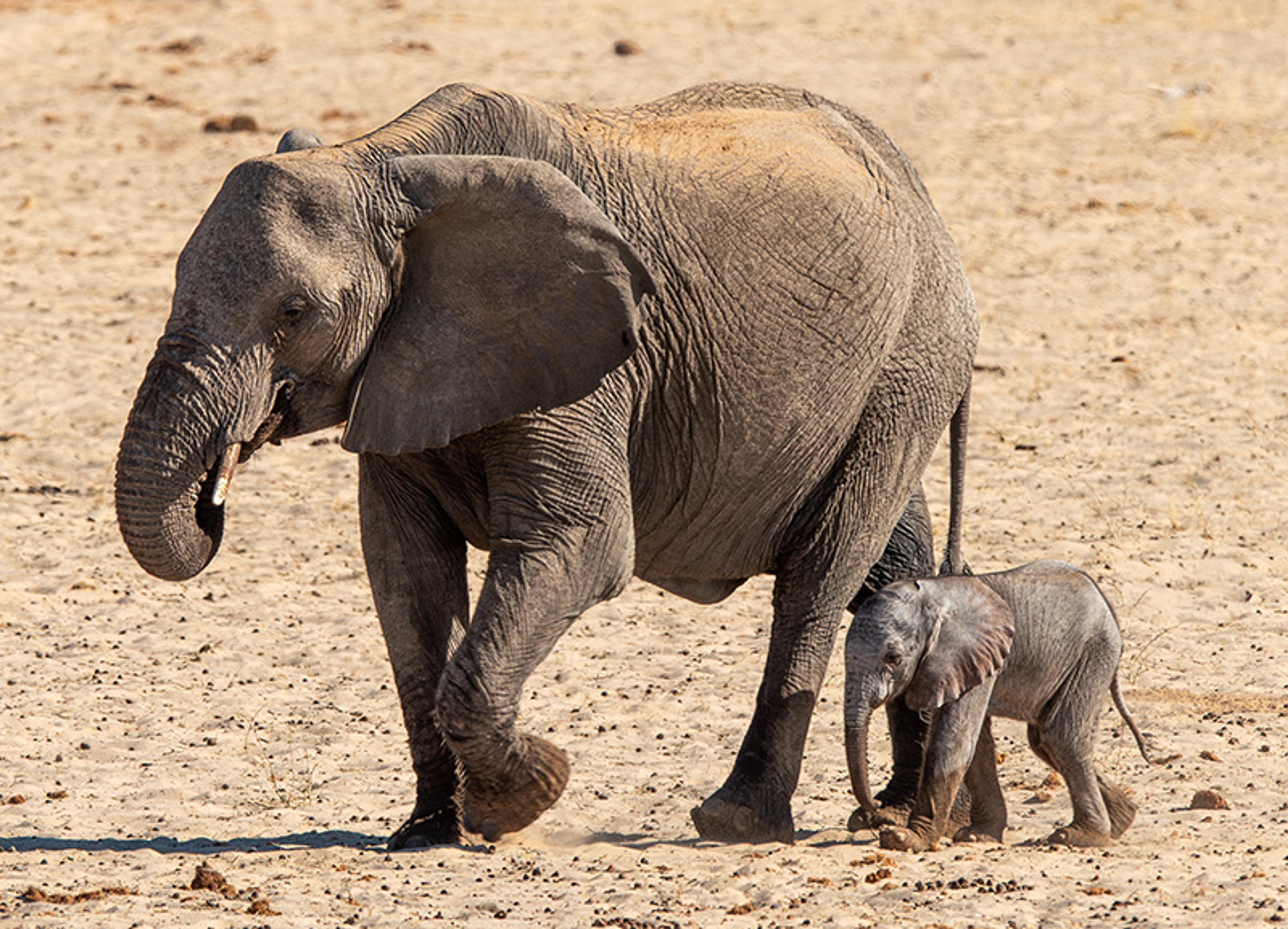An adult elephant walking next to a baby elephant on sandy terrain under a clear sky.