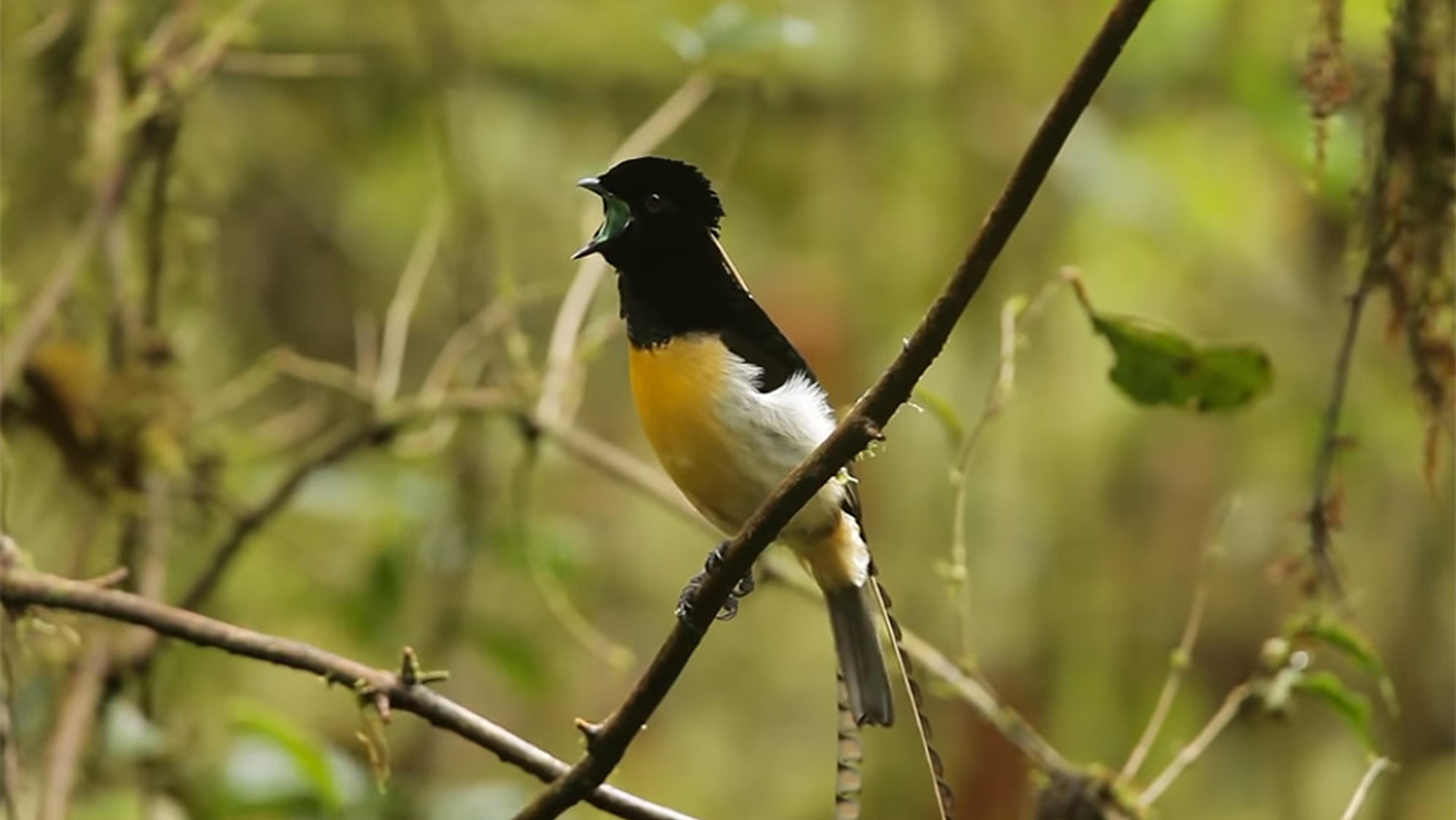 A small bird with black, white and yellow plumage singing while perched on a branch in a green forest setting