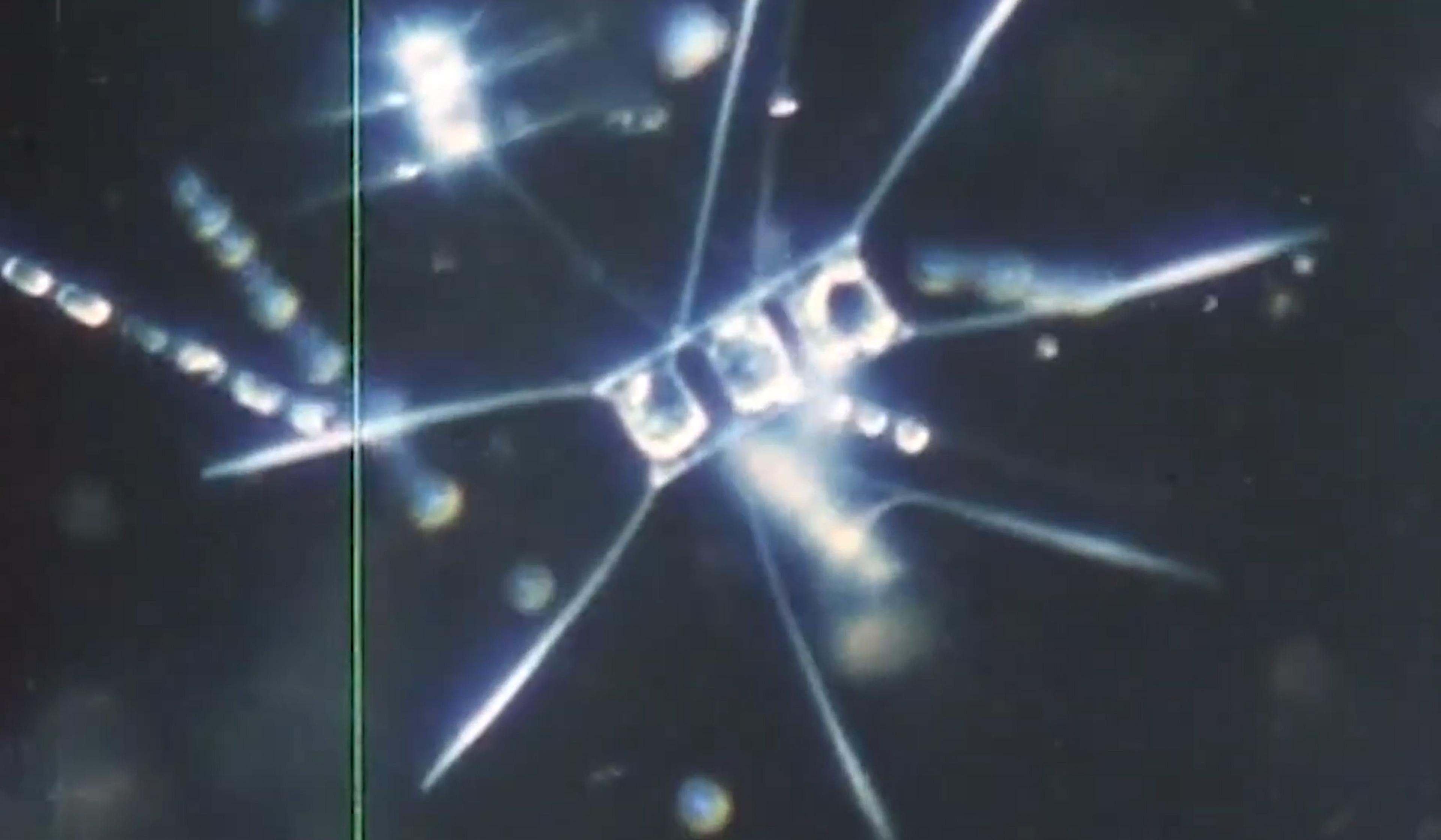 Close-up microscopic view of Diatom plankton with transparent, geometric shapes connected by thin, radiant lines, set against a dark background.