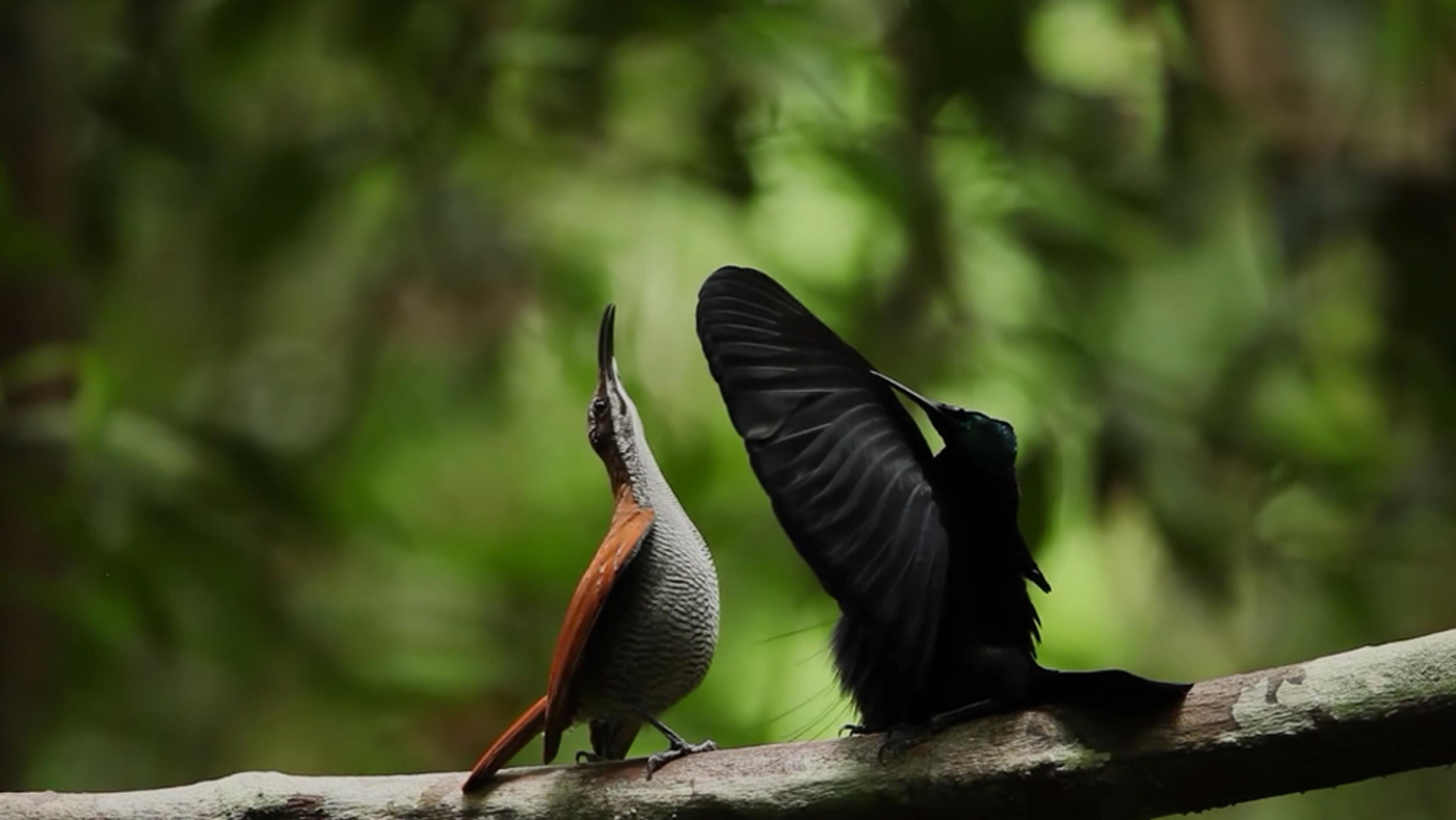 Two birds on a branch in a forest, one with a bright chest, the other black with wings spread, blurred green background.