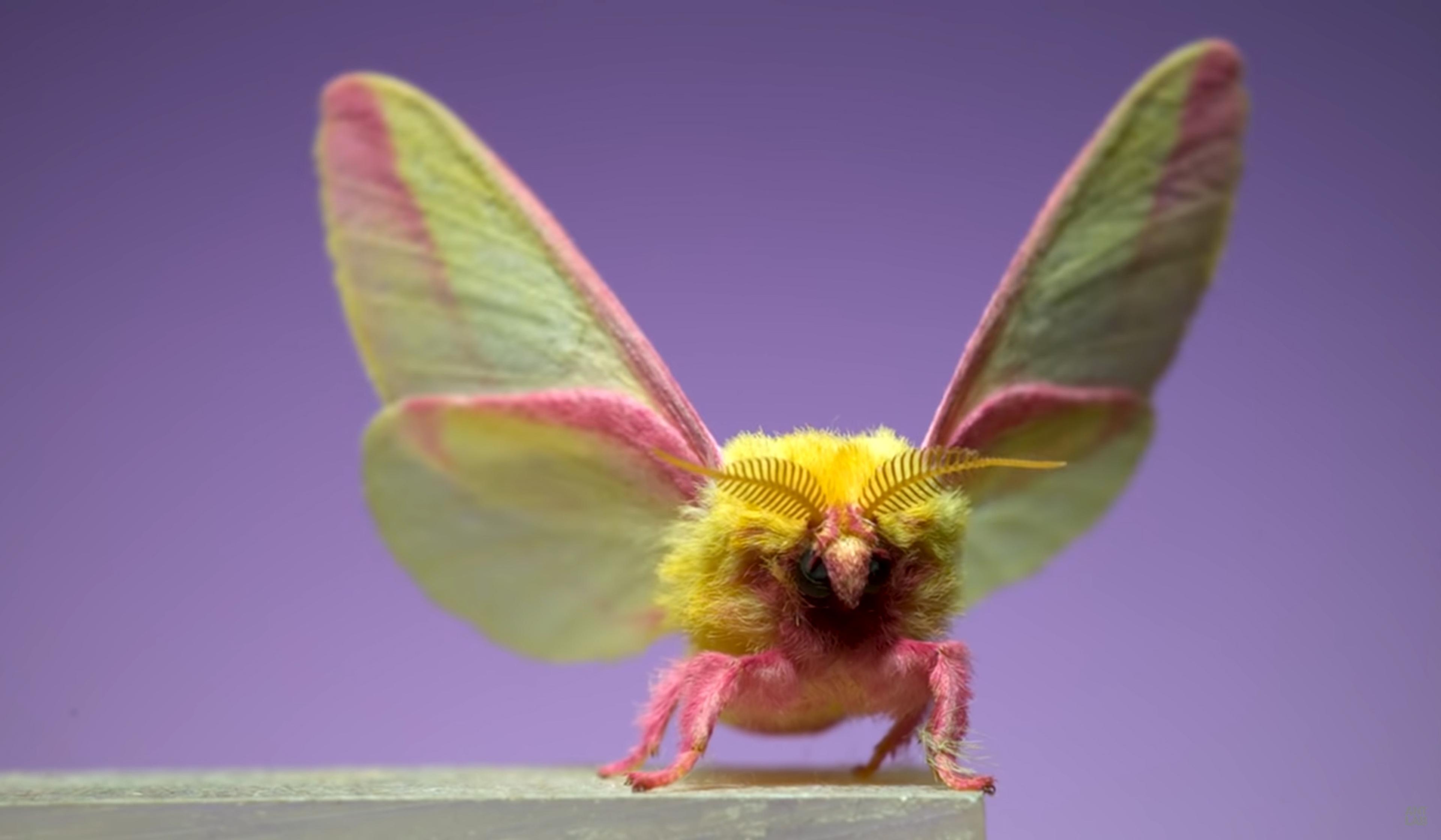 A close-up of a rosy maple moth with yellow and pink furry body and wings, set against a pastel purple background.