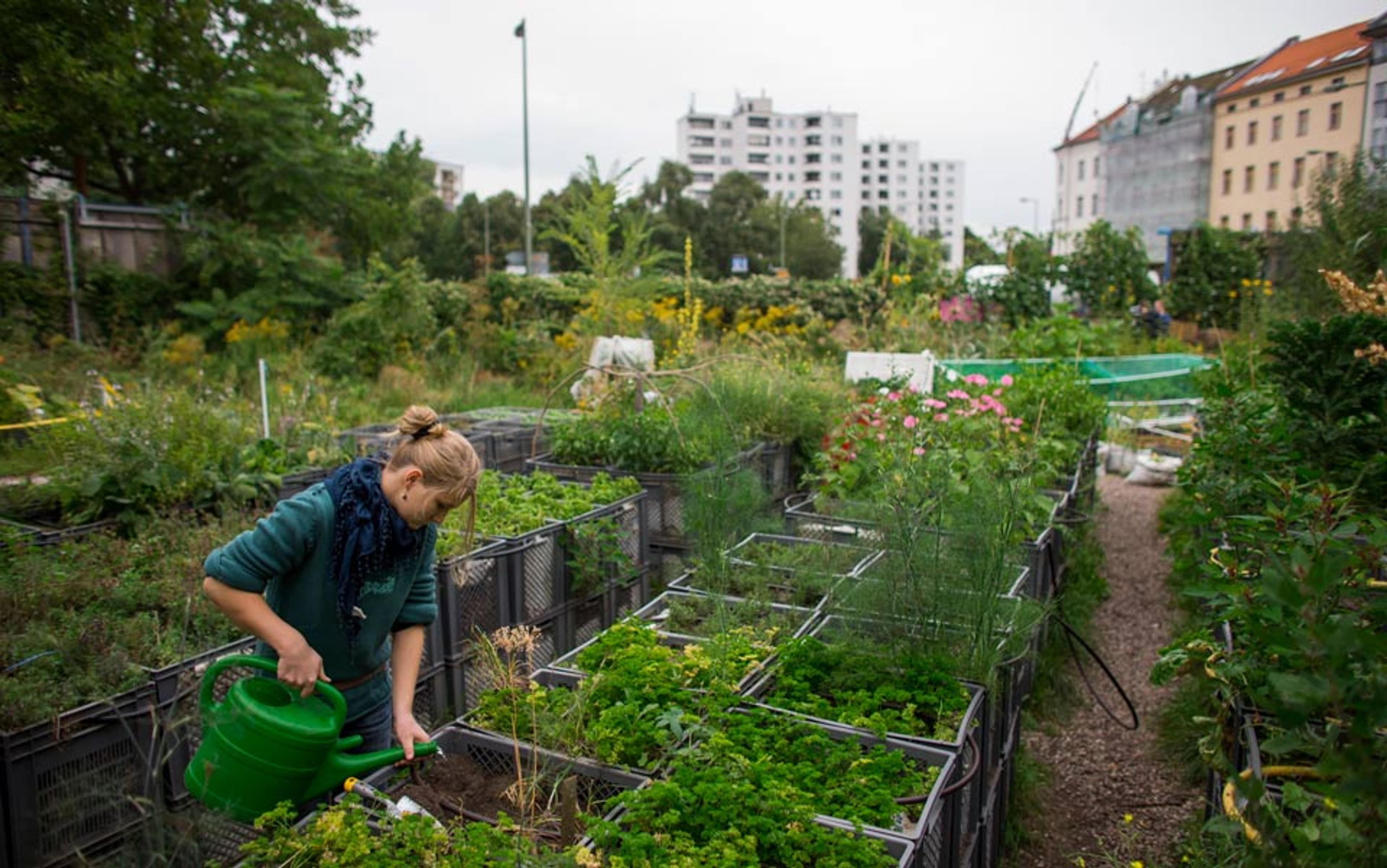 A young woman watering plants in an urban community garden surrounded by greenery with city buildings in the background.