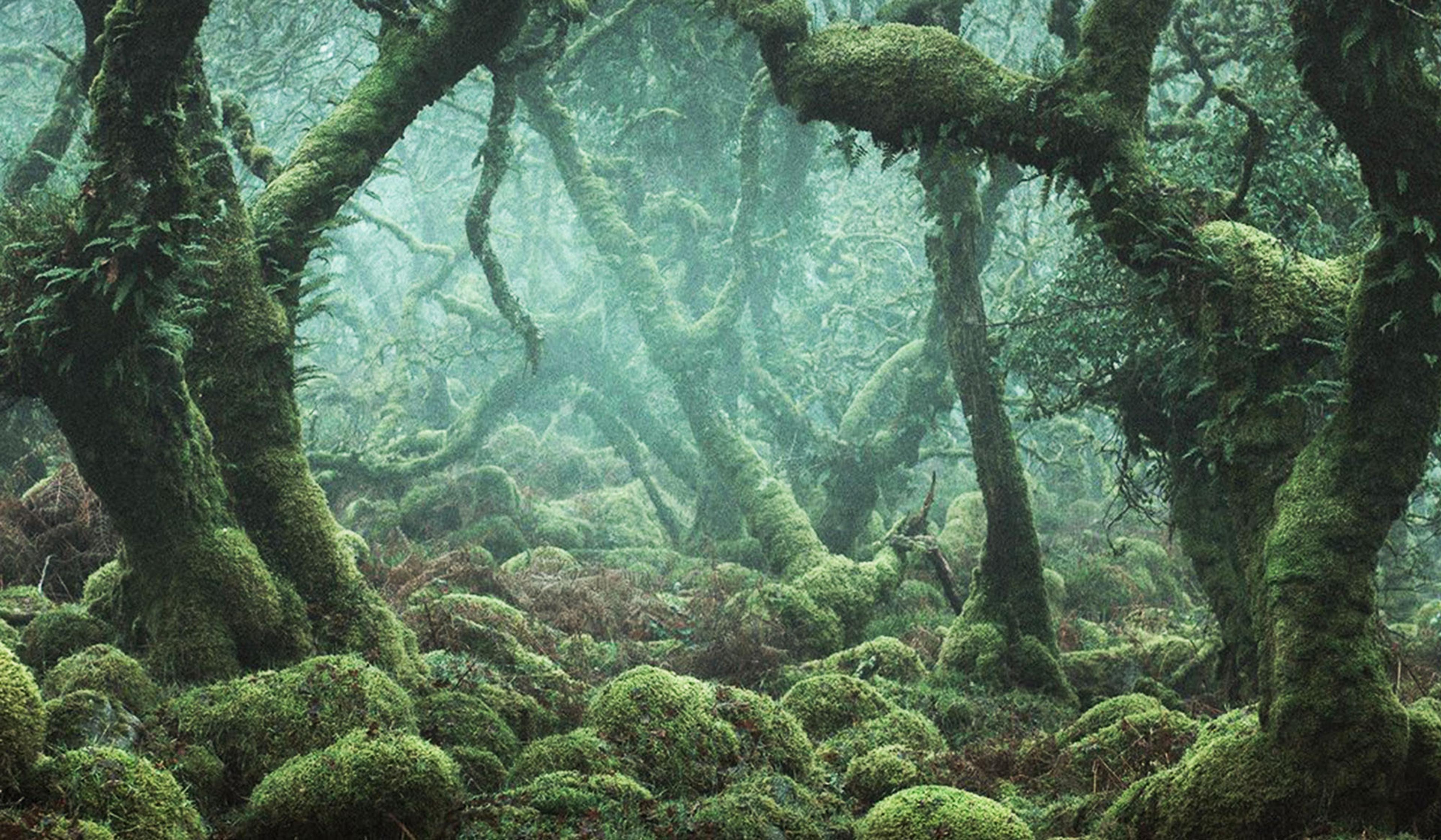 A misty, moss-covered forest with twisted trees and dense undergrowth, creating a mysterious, green and lush atmosphere.