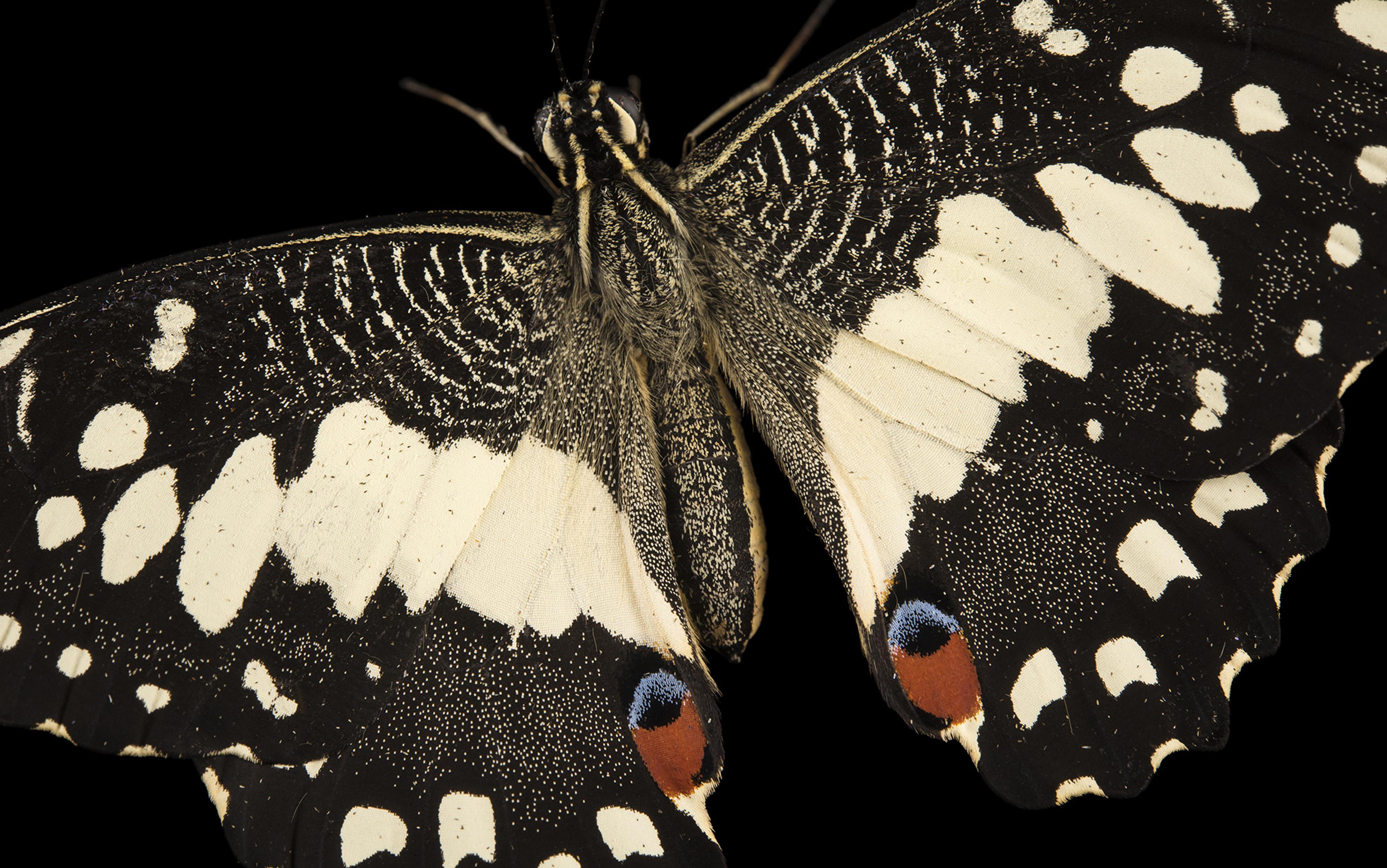 Close-up photo of a butterfly with black-and-white patterned wings. The hindwings have orange and blue eyespots. Black background.