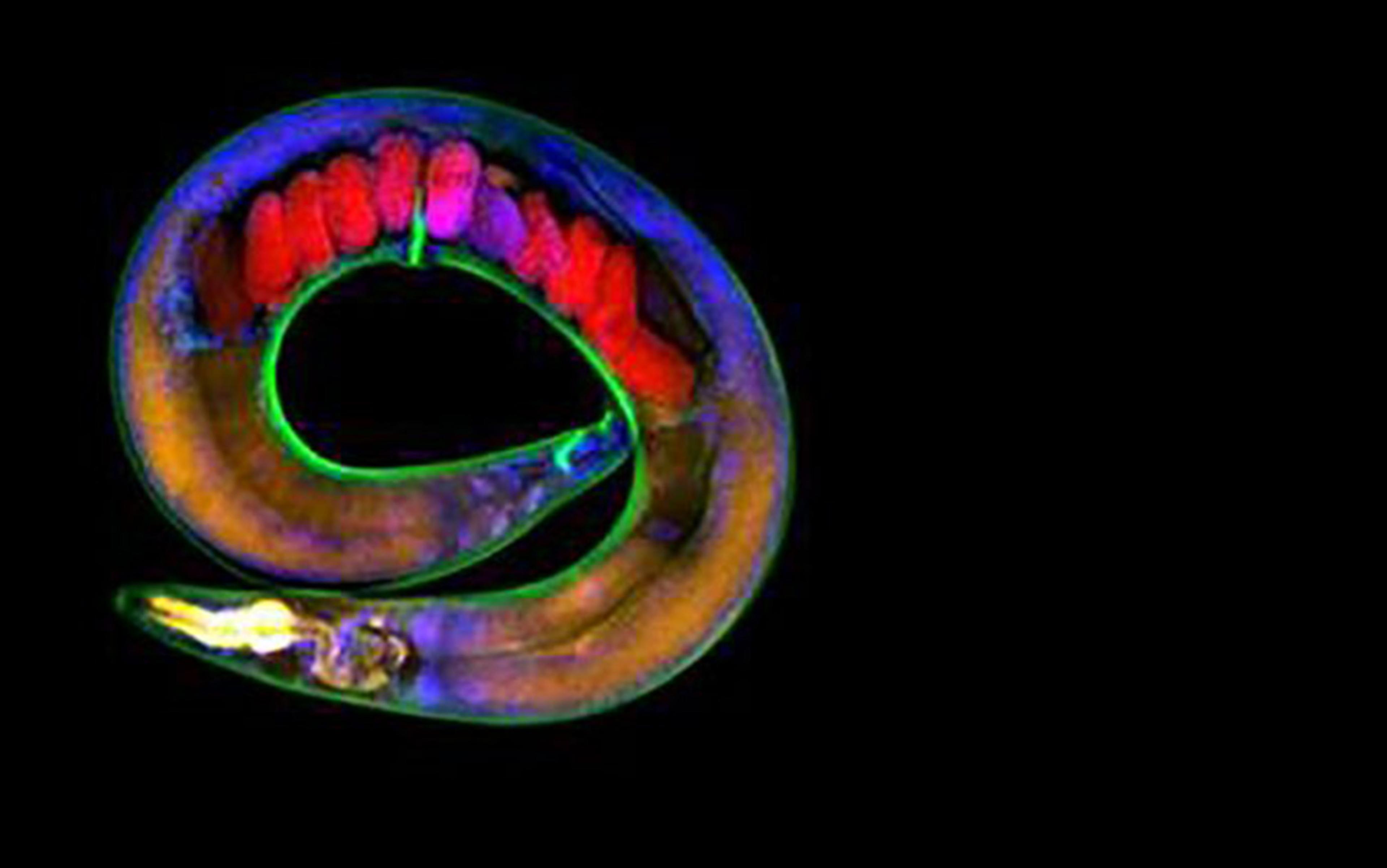Fluorescent image of a roundworm, Caenorhabditis elegans, with highlighted red, purple and orange cellular structures on a black background.