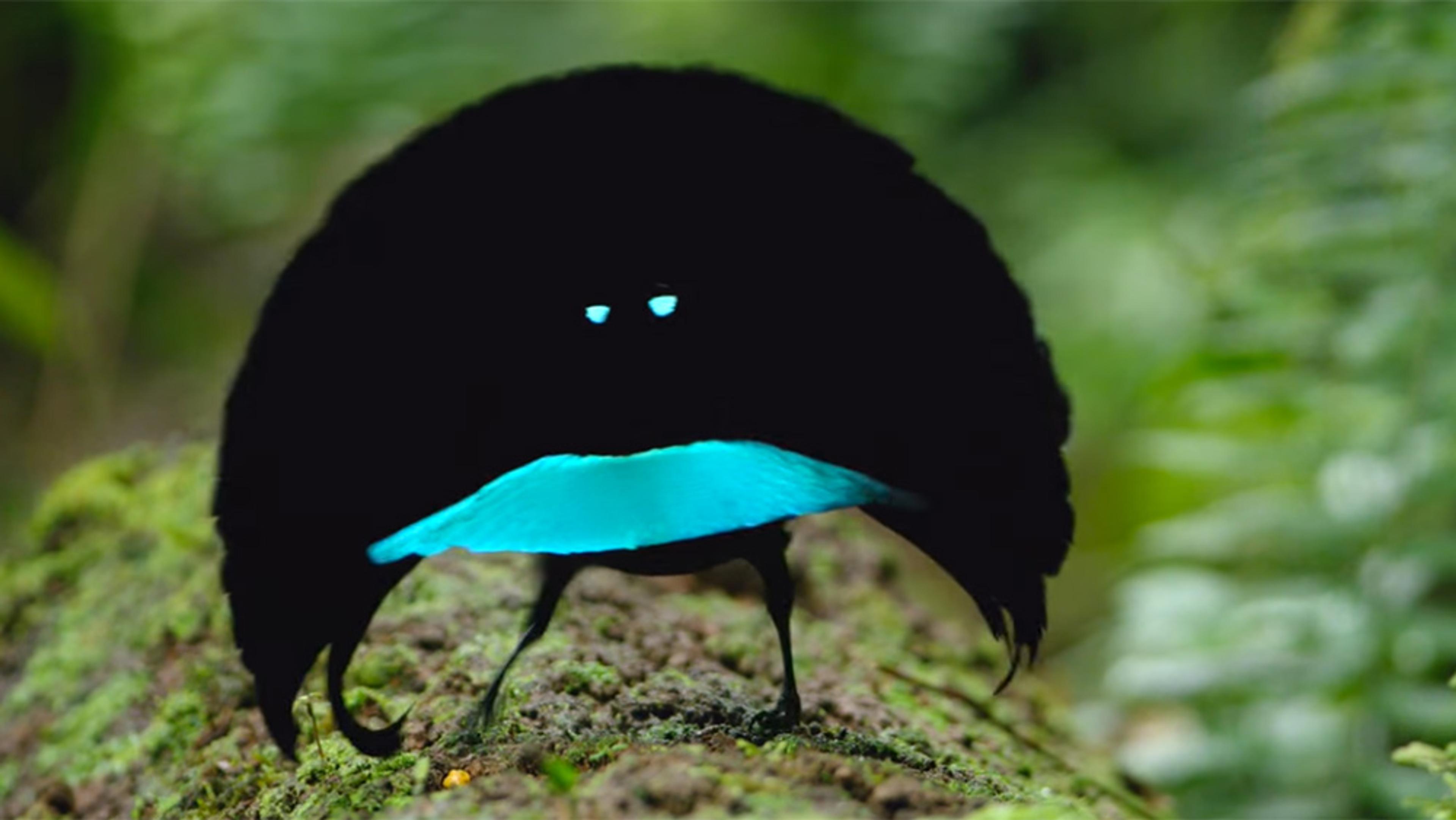 A male bird-of-paradise displaying its dark black plumage with a striking blue breast in a rainforest setting.