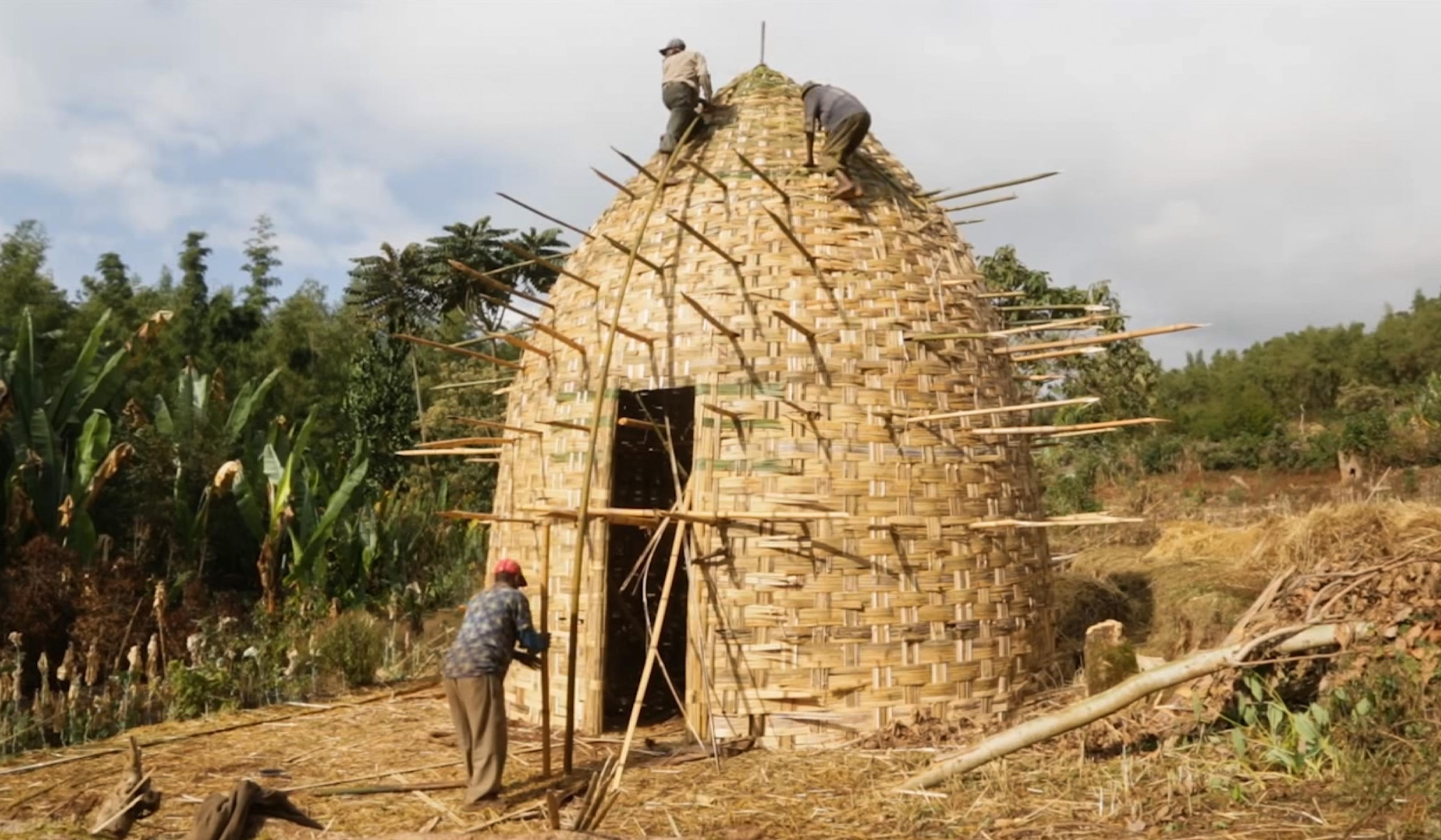 Three people constructing a traditional bamboo hut in a the highlands of Ethiopia, surrounded by trees.